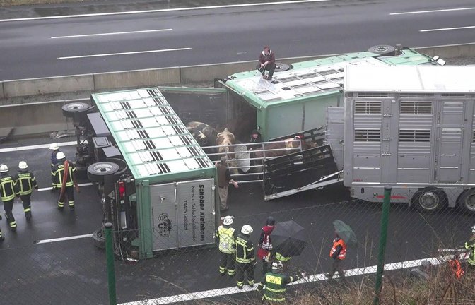 Rinder müssen 12. Dezember  von der Autobahn bei Pforzheim gerettet werden. Doch solche Szenen zu fotografieren, ist nicht einfach.<span class='image-autor'>Foto: 7aktuell.de/Kevin L/rmer</span>
