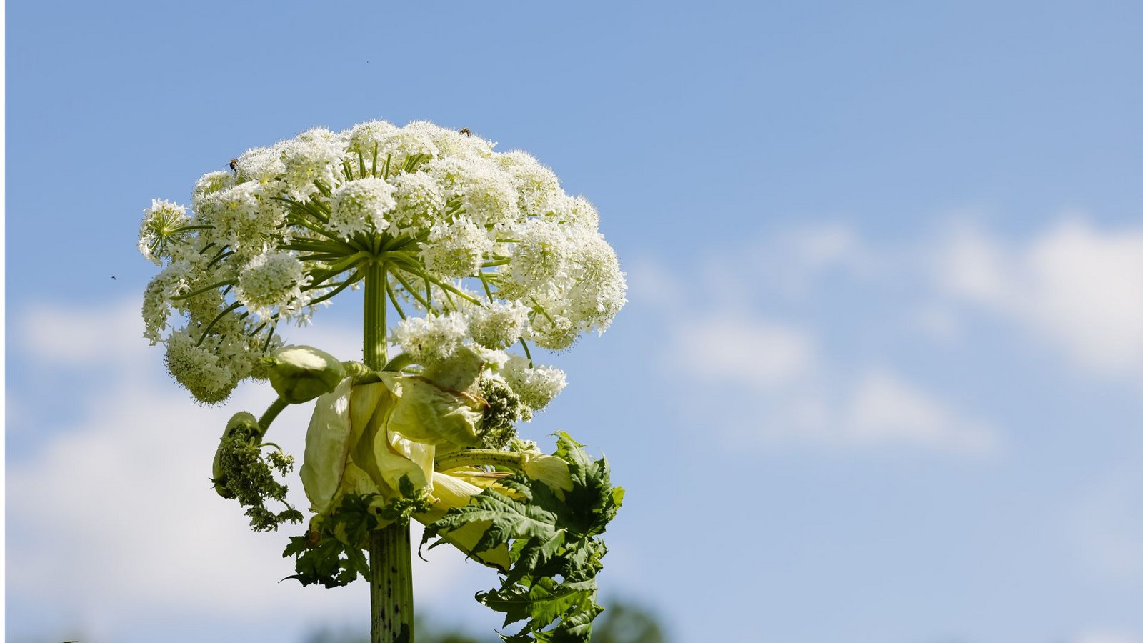 Riesen-Bärenklau (Heracleum mantegazzianum): Diese auch Bärenkralle, Herkulesstaude oder Herkuleskraut genannte Staude enthält sogenannte Furocumarine – ein spezieller Abwehrstoff bei Pflanzen. Bei Bestrahlung durch Sonnenlicht, auch um mehrere Stunden oder Tage verzögert, können sie nach Hautkontakt phototoxische Reaktionen hervorrufen. Dabei handelt es sich um vergiftende Wirkungen auslöst, meist auf der Hautoberfläche. Bei empfindlichen Menschen genügt bereits ein einfacher Kontakt mit der Oberfläche der Blätter.Foto: Frank Molter/dpa Riesen-Bärenklau (Heracleum mantegazzianum): Diese auch Bärenkralle, Herkulesstaude oder Herkuleskraut genannte Staude enthält sogenannte Furocumarine – ein spezieller Abwehrstoff bei Pflanzen. Bei Bestrahlung durch Sonnenlicht, auch um mehrere Stunden oder Tage verzögert, können sie nach Hautkontakt phototoxische Reaktionen hervorrufen. Dabei handelt es sich um vergiftende Wirkungen auslöst, meist auf der Hautoberfläche. Bei empfindlichen Menschen genügt bereits ein einfacher Kontakt mit der Oberfläche der Blätter.Foto: Frank Molter/dpa