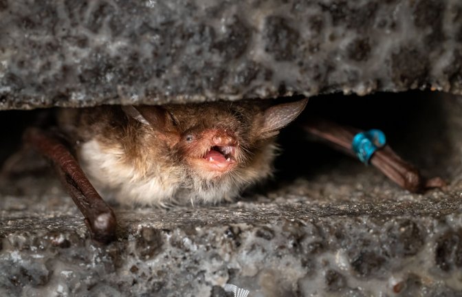Tollwütige Fledermäuse sind in Deutschland selten: Eine Fransenfledermaus (Myotis nattereri), aufgenommen in der Sielmanns Naturschlandschaft in der Döberitzer Heide.<span class='image-autor'>Foto: Ingolf König/Heinz Sielmann Stiftung/dpa</span>