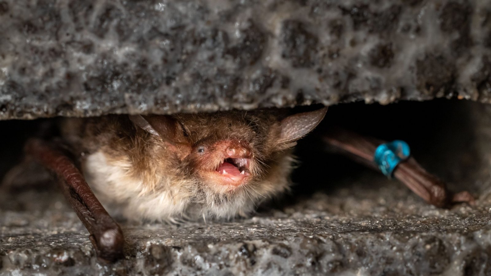 Tollwütige Fledermäuse sind in Deutschland selten: Eine Fransenfledermaus (Myotis nattereri), aufgenommen in der Sielmanns Naturschlandschaft in der Döberitzer Heide.Foto: Ingolf König/Heinz Sielmann Stiftung/dpa Tollwütige Fledermäuse sind in Deutschland selten: Eine Fransenfledermaus (Myotis nattereri), aufgenommen in der Sielmanns Naturschlandschaft in der Döberitzer Heide.Foto: Ingolf König/Heinz Sielmann Stiftung/dpa