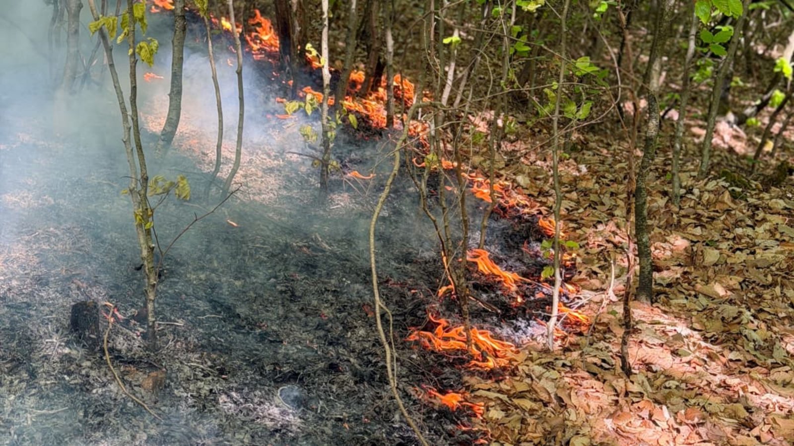 Die Feuerwehren in Stuttgart und der Region kämpfen derzeit täglich mit Vegetationsbränden. Die Serie ist beispiellos – und hat in Stuttgart bereits im April mit einem Waldbrand bei Rohracker begonnen.Feuerwehr Stuttgart Die Feuerwehren in Stuttgart und der Region kämpfen derzeit täglich mit Vegetationsbränden. Die Serie ist beispiellos – und hat in Stuttgart bereits im April mit einem Waldbrand bei Rohracker begonnen.Feuerwehr Stuttgart