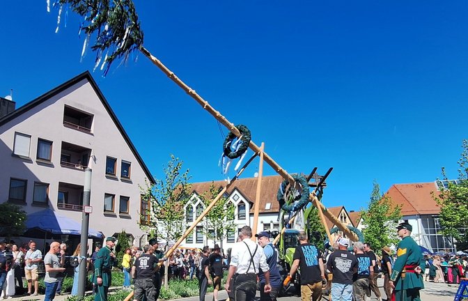 Muskelkraft gefragt: Die Sersheimer Löwen stellen den Maibaum in der Ortsmitte auf. <span class='image-autor'>Foto: Kauer</span>