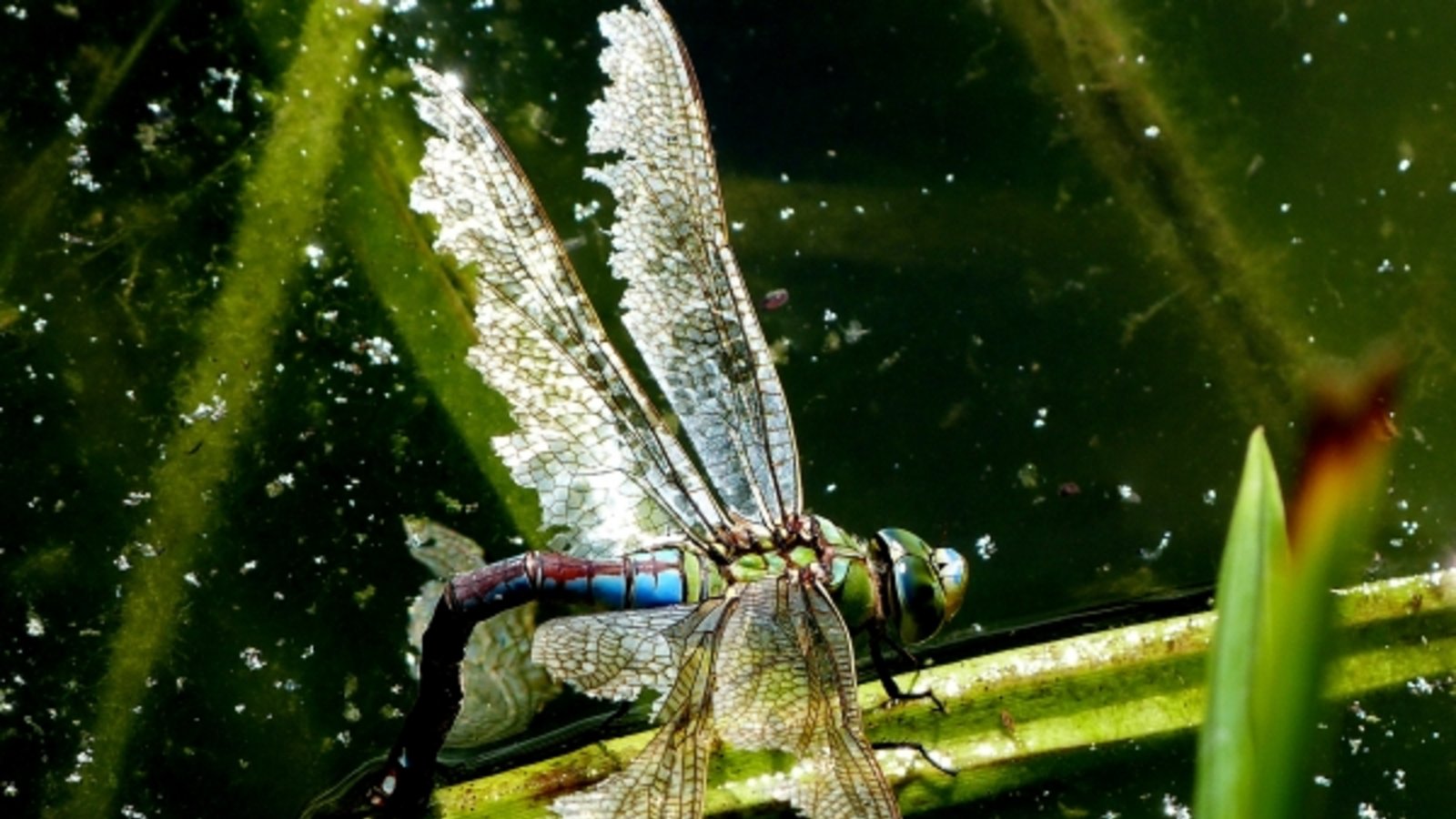 Die Große Königslibelle bei der Eiablage und das Männchen einer Feuerlibelle. Fotos: Mede Die Große Königslibelle bei der Eiablage und das Männchen einer Feuerlibelle. Fotos: Mede