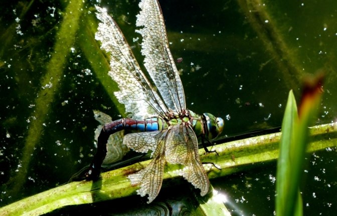 Die Große Königslibelle bei der Eiablage und das Männchen einer Feuerlibelle. Fotos: Mede