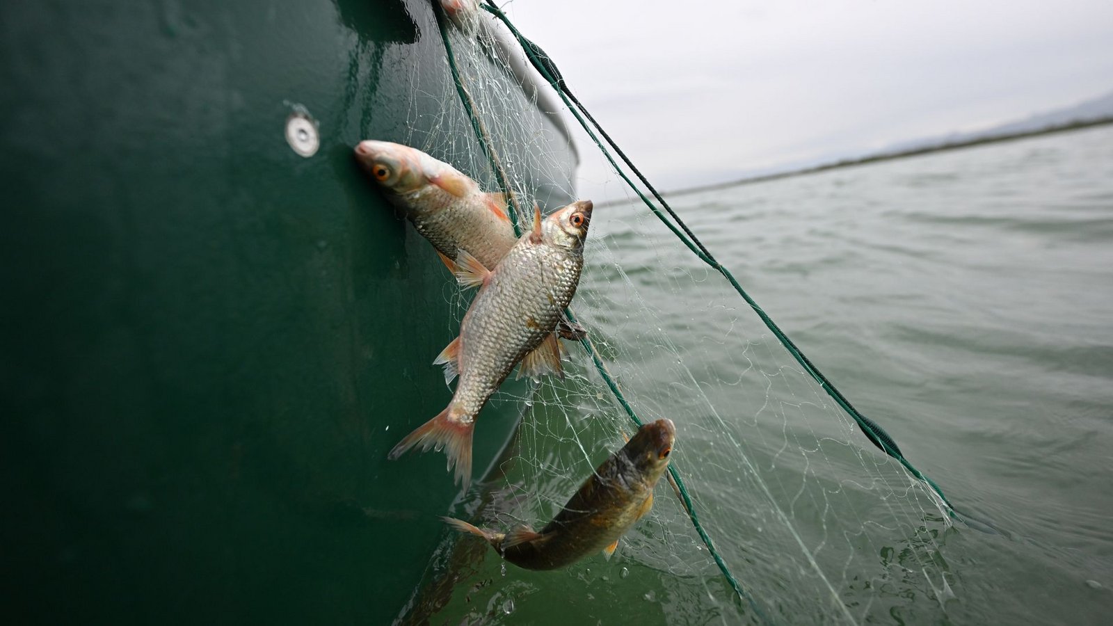 Rotaugen sind nicht nur als Speisefisch beliebt, sie sollen auch die rasante Ausbreitung der Quagga-Muscheln im Bodensee bremsen. (Archivbild)Foto: Felix Kästle/dpa