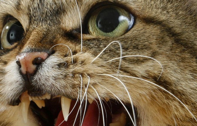 Eine mit einer fauchenden Katze  konfrontierte Frau hat in Bremen die Polizei eingeschaltet (Symbolfoto).<span class='image-autor'>Foto: IMAGO/imagebroker/IMAGO/imageBROKER/C. Steimer</span>