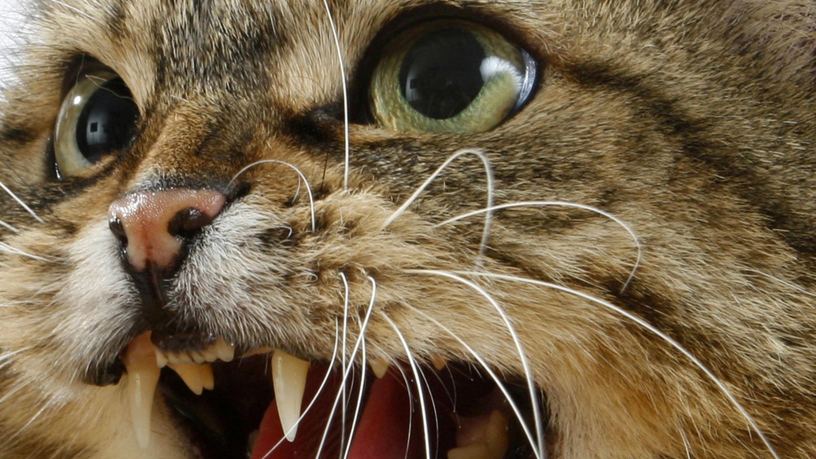 Eine mit einer fauchenden Katze konfrontierte Frau hat in Bremen die Polizei eingeschaltet (Symbolfoto).Foto: IMAGO/imagebroker/IMAGO/imageBROKER/C. Steimer Eine mit einer fauchenden Katze konfrontierte Frau hat in Bremen die Polizei eingeschaltet (Symbolfoto).Foto: IMAGO/imagebroker/IMAGO/imageBROKER/C. Steimer