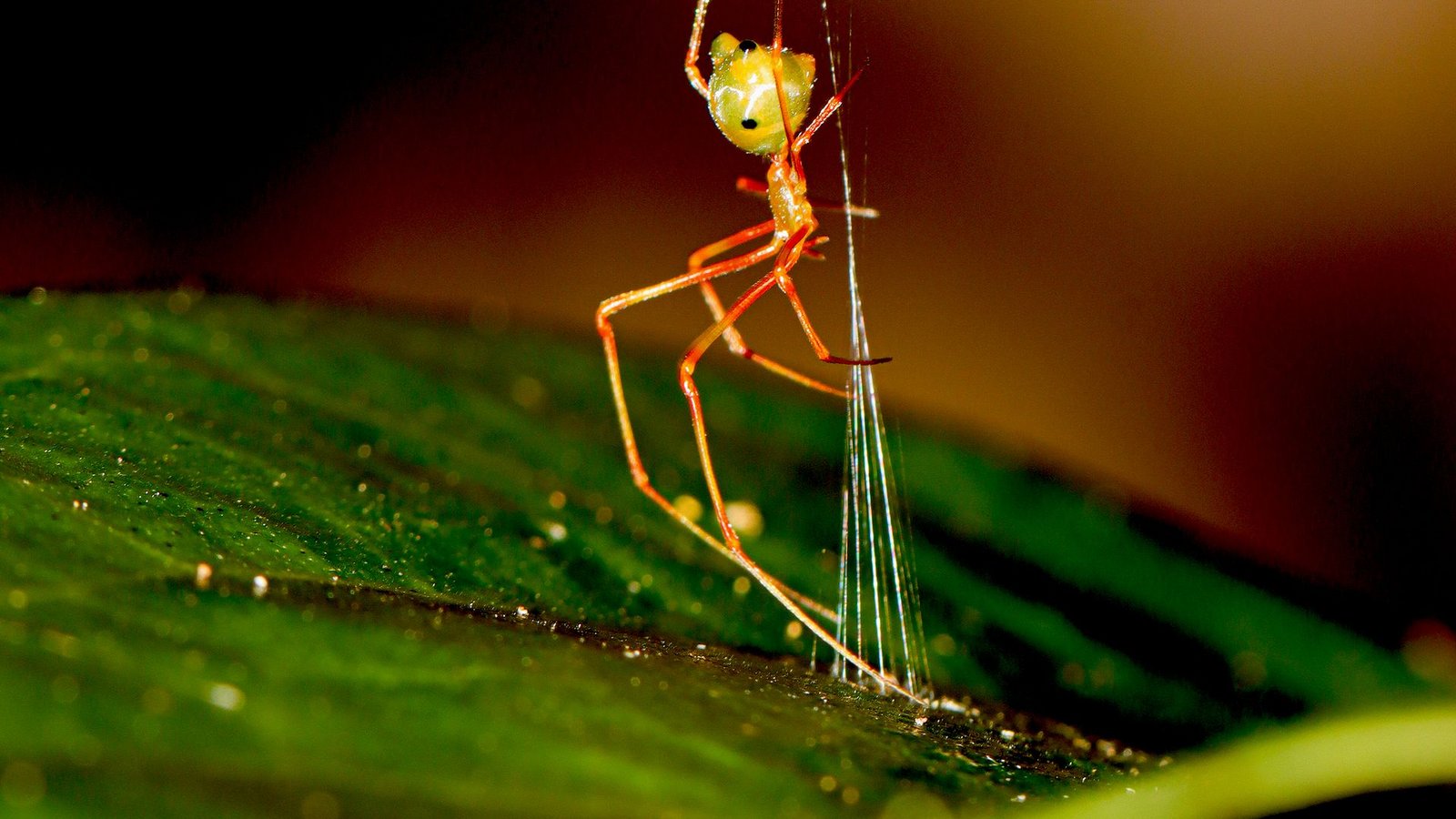 Eine australische Ballista-Spinne beim Bau einer Falle für Ameisen.Foto: Pranav Joshi/Ajay Narendra/dpa Eine australische Ballista-Spinne beim Bau einer Falle für Ameisen.Foto: Pranav Joshi/Ajay Narendra/dpa