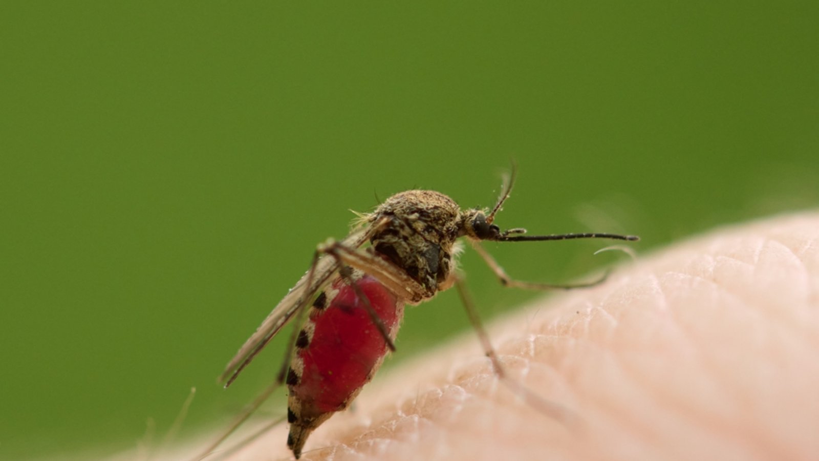 Die Mücke saugt sich richtig voll.Foto: Dabuch / shutterstock.com Die Mücke saugt sich richtig voll.Foto: Dabuch / shutterstock.com