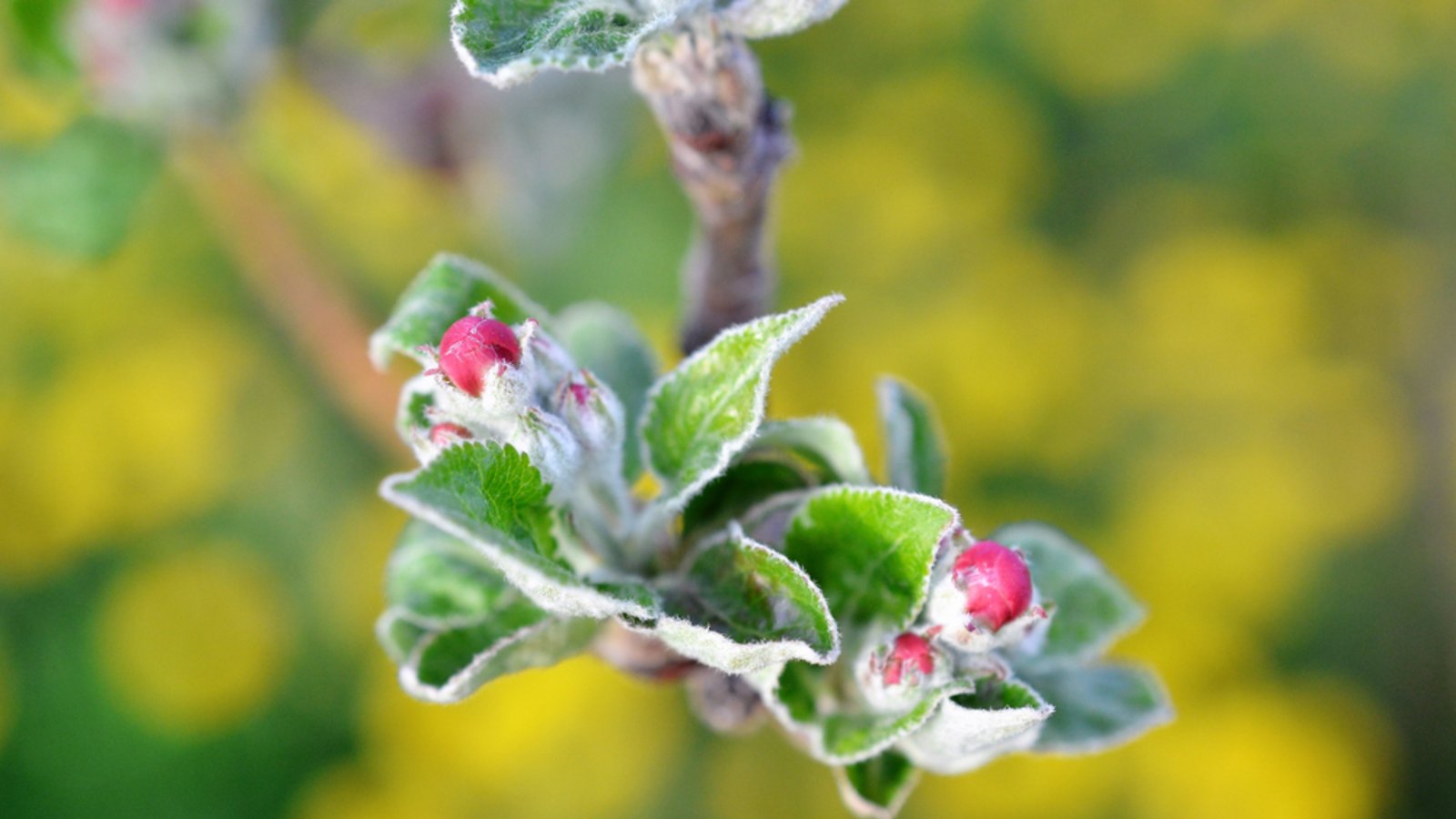 Mit dem Ende der Eisheiligen endet meist auch die Frostgefahr.Foto: agrofruti / shutterstock.com Mit dem Ende der Eisheiligen endet meist auch die Frostgefahr.Foto: agrofruti / shutterstock.com