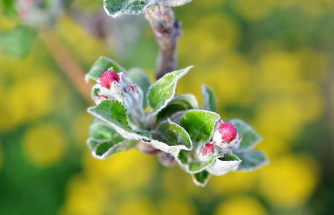 Mit dem Ende der Eisheiligen endet meist auch die Frostgefahr.<span class='image-autor'>Foto: agrofruti / shutterstock.com</span>