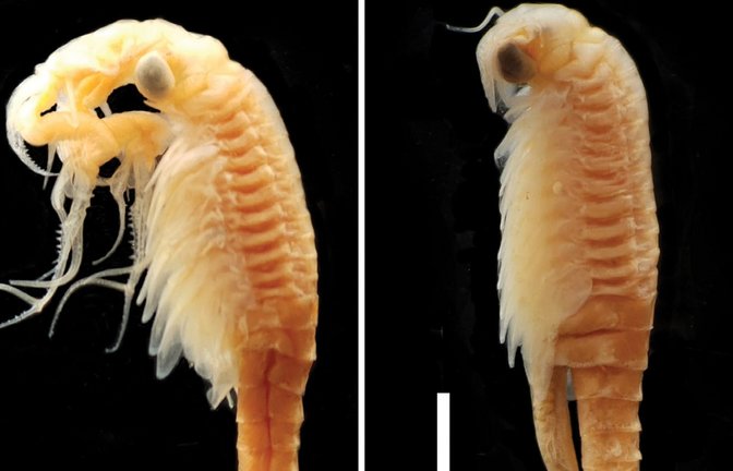 Feenkrebs gehören zu den Kiemenfüßern und leben in kurzzeitigen Gewässern, die sich durch Schneeschmelze oder Regenschauer mit Wasser auffüllen, aber bald vertrocknen.<span class='image-autor'>Foto: Zoosystematics and Evolution</span>