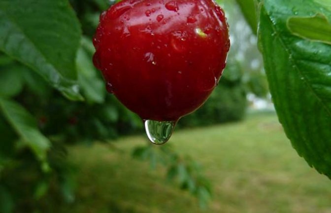 Erst das Wasser macht die Kirsche prall. Foto: Rücker