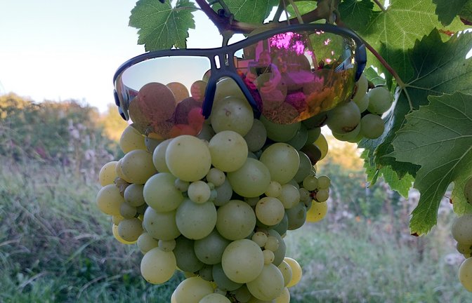 Beim Radfahren hat Volker Blessing in Enzweihingen eine neue Rebsorte entdeckt: Sunglasses White.  