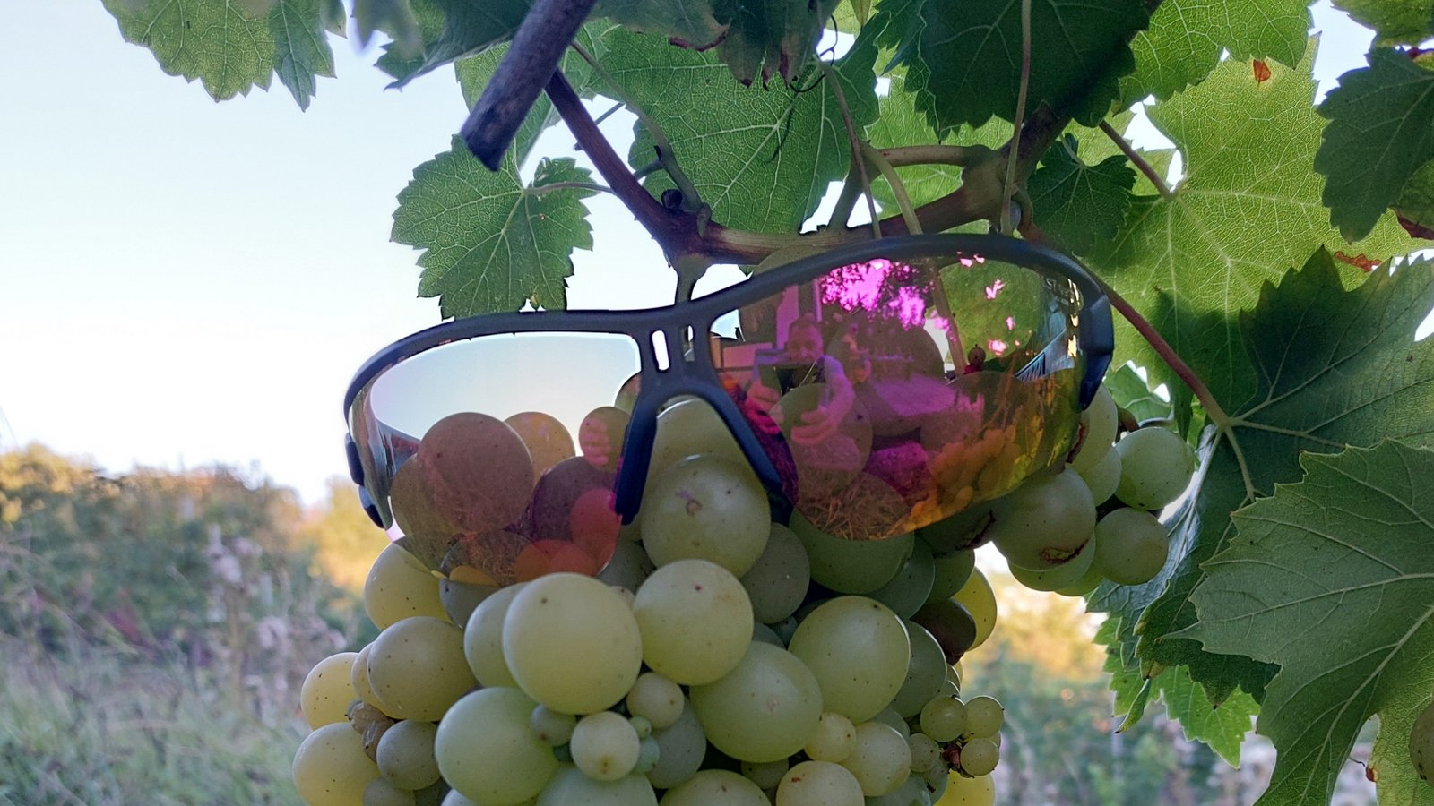 Beim Radfahren hat Volker Blessing in Enzweihingen eine neue Rebsorte entdeckt: Sunglasses White.  