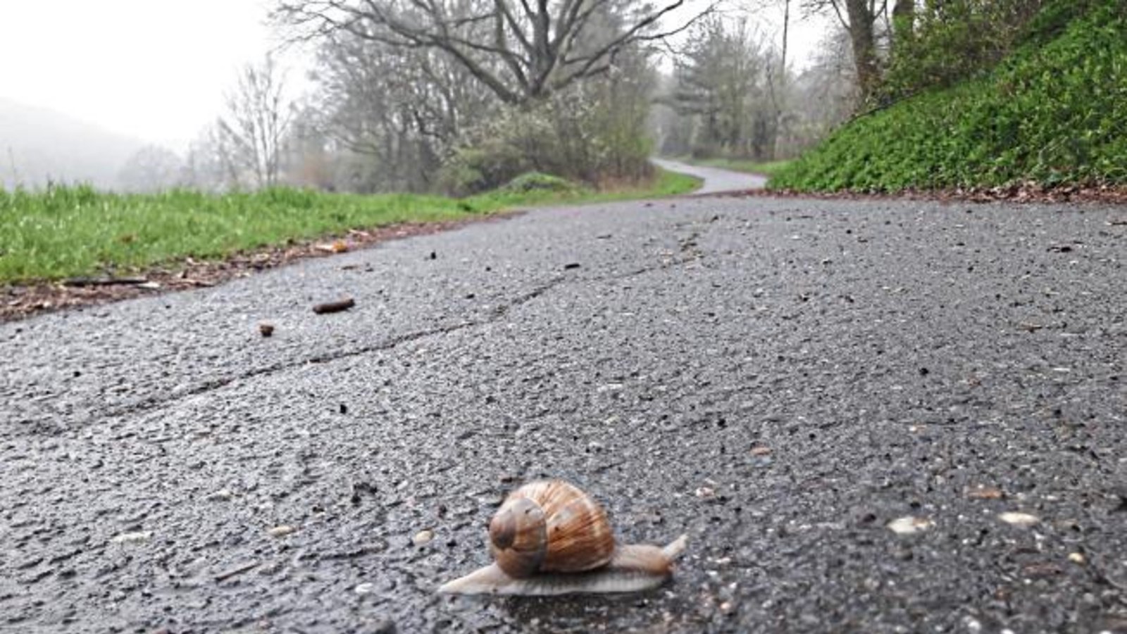 Achtung, Wildwechsel! Foto: Rücker