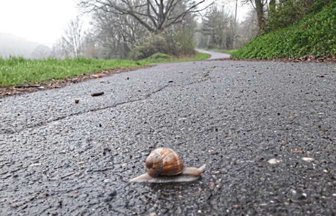 Achtung, Wildwechsel! Foto: Rücker