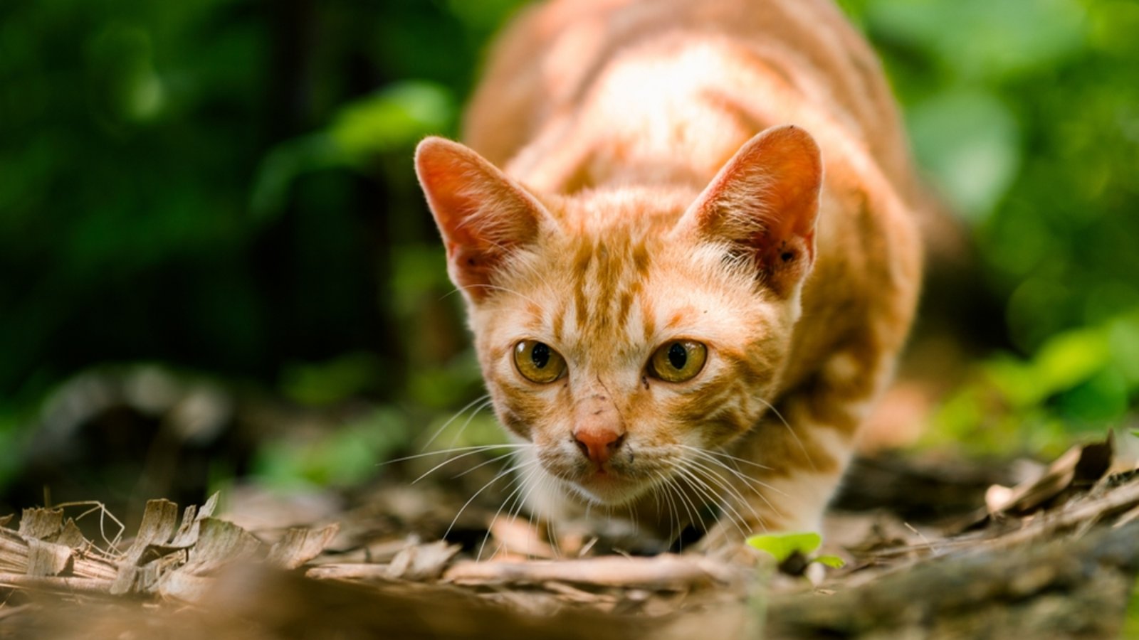 Eine Katze, die sich anschleicht, wackelt oft mit dem Po.Foto: Komodo Studios/ Shutterstock