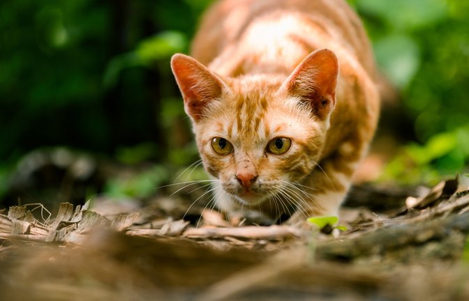 Eine Katze, die sich anschleicht, wackelt oft mit dem Po.<span class='image-autor'>Foto: Komodo Studios/ Shutterstock</span>
