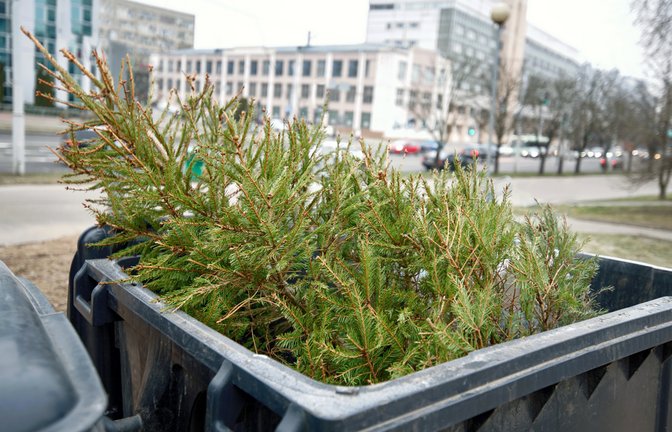 In die Restmülltonne gehört der Baum jedenfalls nicht.<span class='image-autor'>Foto: Tricky_Shark / shutterstock.com</span>