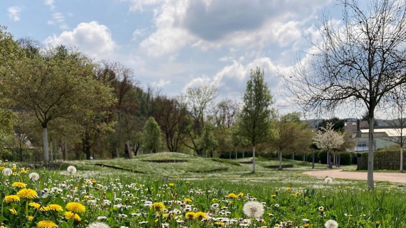 Mähfreier Mai Mühlacker Wiese Löwenzahn Blüte blühen Enzgärten Frühling Biodiversität Naturschutz Foto:p
