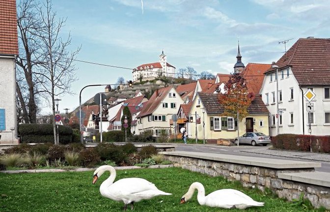 Ein Schwanenpaar beim Grasen unterm Kaltenstein – ein schöner Anblick, wenn man die Verdauungsrückstände auf dem Gehweg ausblendet.  Foto: Rücker