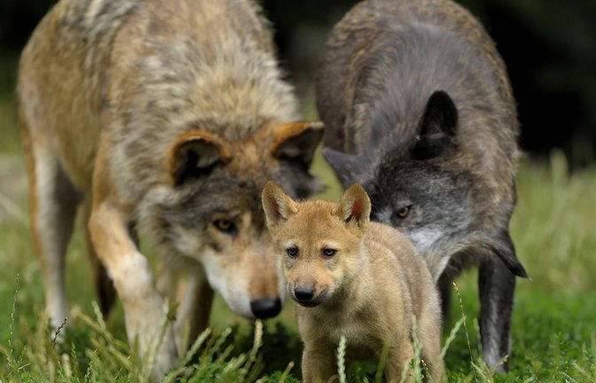 Der erste Wolfswelpe  seit 150 Jahren in Baden-Württemberg (hier das Archivbild einer anderen Wolfsfamilie) wurde am Montag tot aufgefunden.<span class='image-autor'>Foto: imago/stock&people</span>