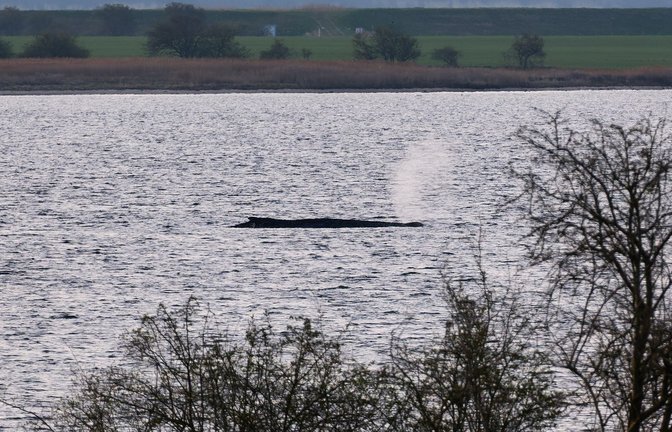 Das Umweltministerium Mecklenburg-Vorpommern hat entschieden, den Wal vor der Insel Poel weiter in Ruhe zu lassen. (Archivbild)<span class='image-autor'>Foto: Marcus Golejewski/dpa</span>