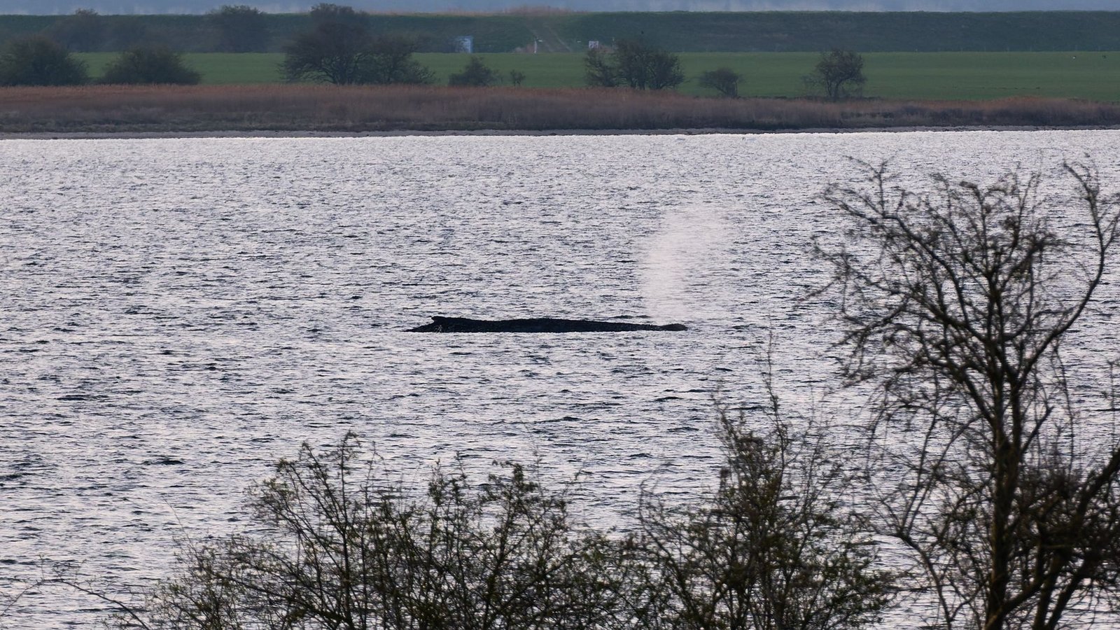 Das Umweltministerium Mecklenburg-Vorpommern hat entschieden, den Wal vor der Insel Poel weiter in Ruhe zu lassen. (Archivbild)Foto: Marcus Golejewski/dpa