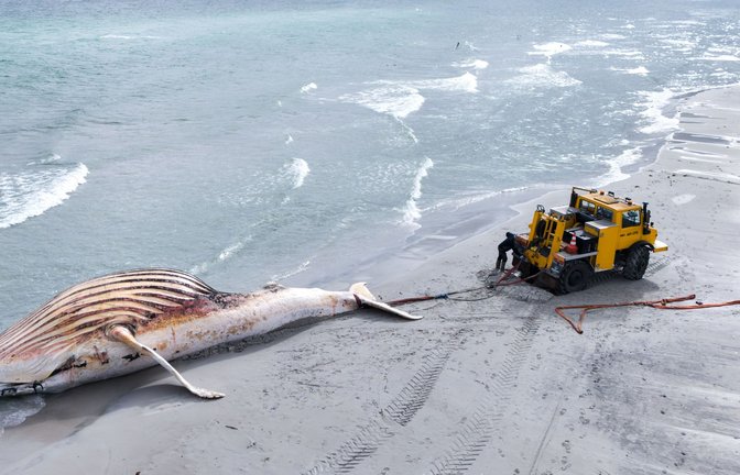 Kommende Woche soll der Kadaver direkt am Strand untersucht werden.<span class='image-autor'>Foto: dpa/Marcus Golejewski</span>
