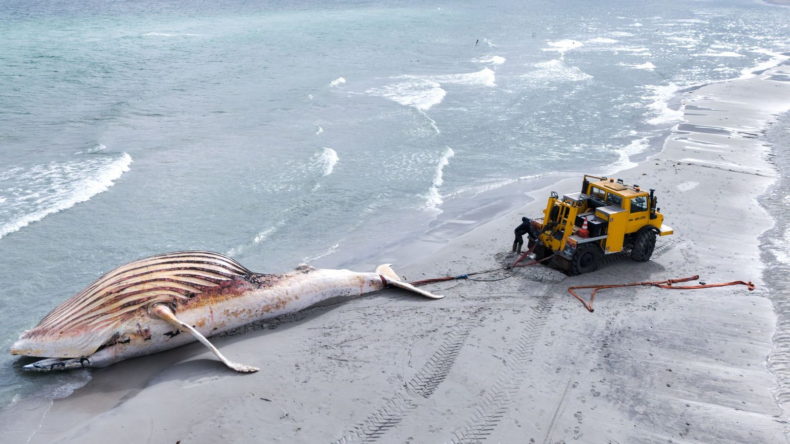 Kommende Woche soll der Kadaver direkt am Strand untersucht werden.Foto: dpa/Marcus Golejewski