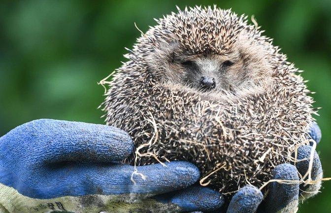 Igel können ganz einfach mit Handschuhen aus dem Wasser geholt werden. Sie können zwar schwimmen – sind aber schnell erschöpft. (Symbolbild)<span class='image-autor'>Foto: /Funke Foto Services</span>