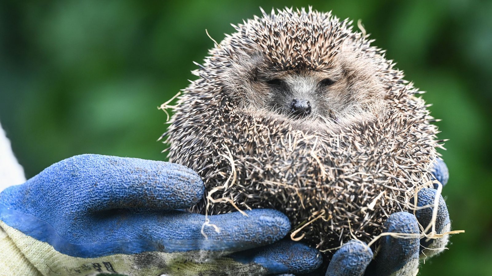Igel können ganz einfach mit Handschuhen aus dem Wasser geholt werden. Sie können zwar schwimmen – sind aber schnell erschöpft. (Symbolbild)Foto: /Funke Foto Services Igel können ganz einfach mit Handschuhen aus dem Wasser geholt werden. Sie können zwar schwimmen – sind aber schnell erschöpft. (Symbolbild)Foto: /Funke Foto Services