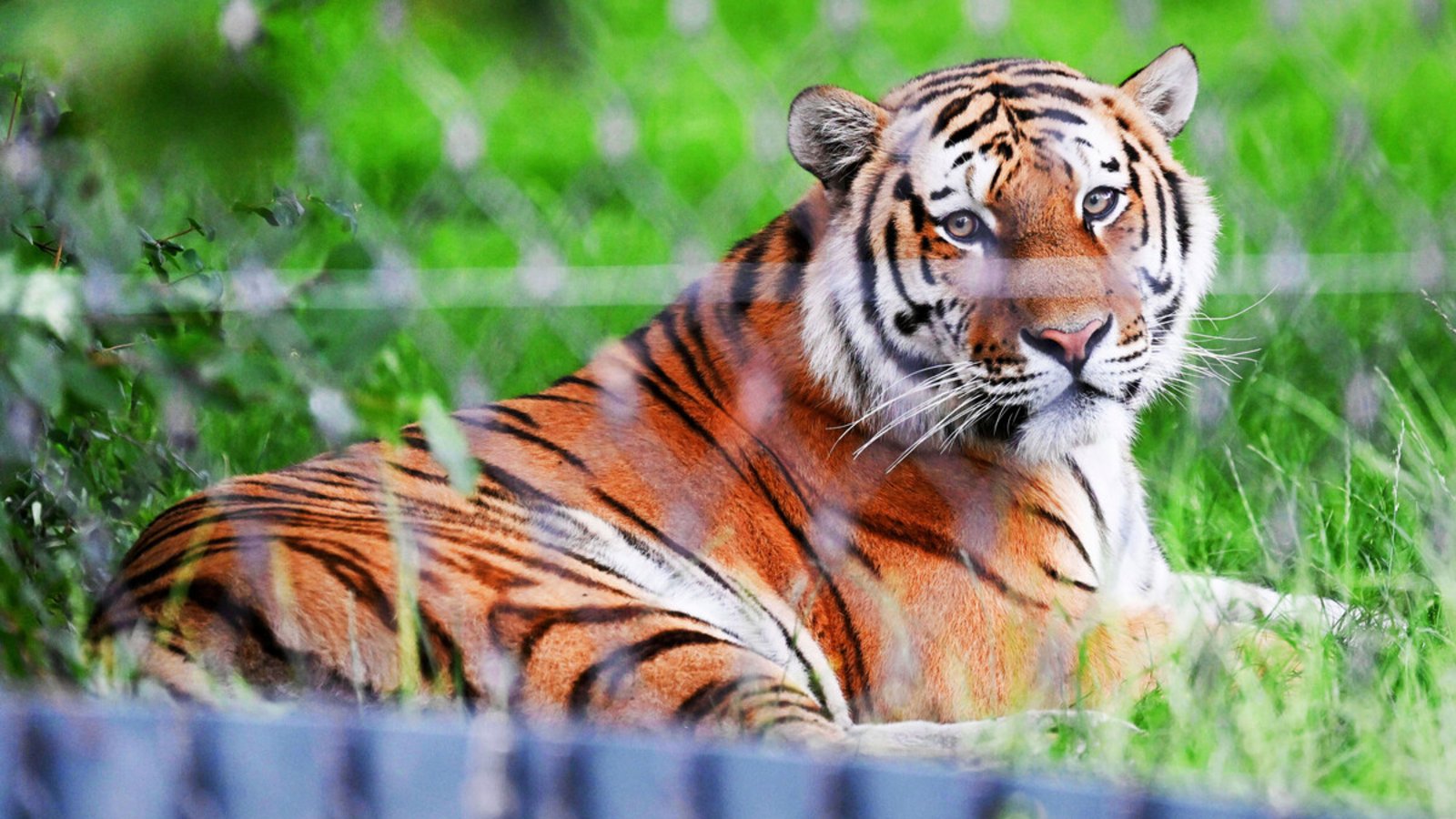 Da liegt er und lässt sich vom Eröffnungstrubel nicht beeindrucken: Tigermännchen Amazar, der neue Bewohner der Wilhelma.Foto: dpa, Lichtgut