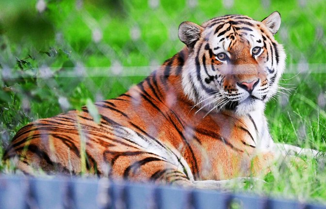 Da liegt er und lässt sich vom Eröffnungstrubel nicht beeindrucken: Tigermännchen Amazar, der neue Bewohner der Wilhelma.<span class='image-autor'>Foto: dpa, Lichtgut</span>