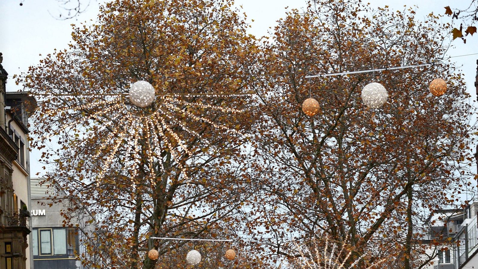 Die Platanen sind aktuell Weihnachtsbäume.Foto: Stefan Jehle//cf Die Platanen sind aktuell Weihnachtsbäume.Foto: Stefan Jehle//cf