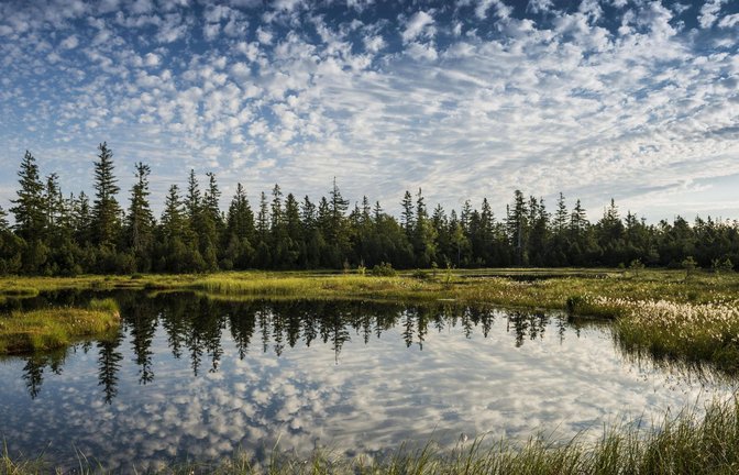 Wälder und Moore gelten als natürliche Senken, weil sie CO2 binden.<span class='image-autor'>Foto: imago/imagebroker/imago stock&people</span>