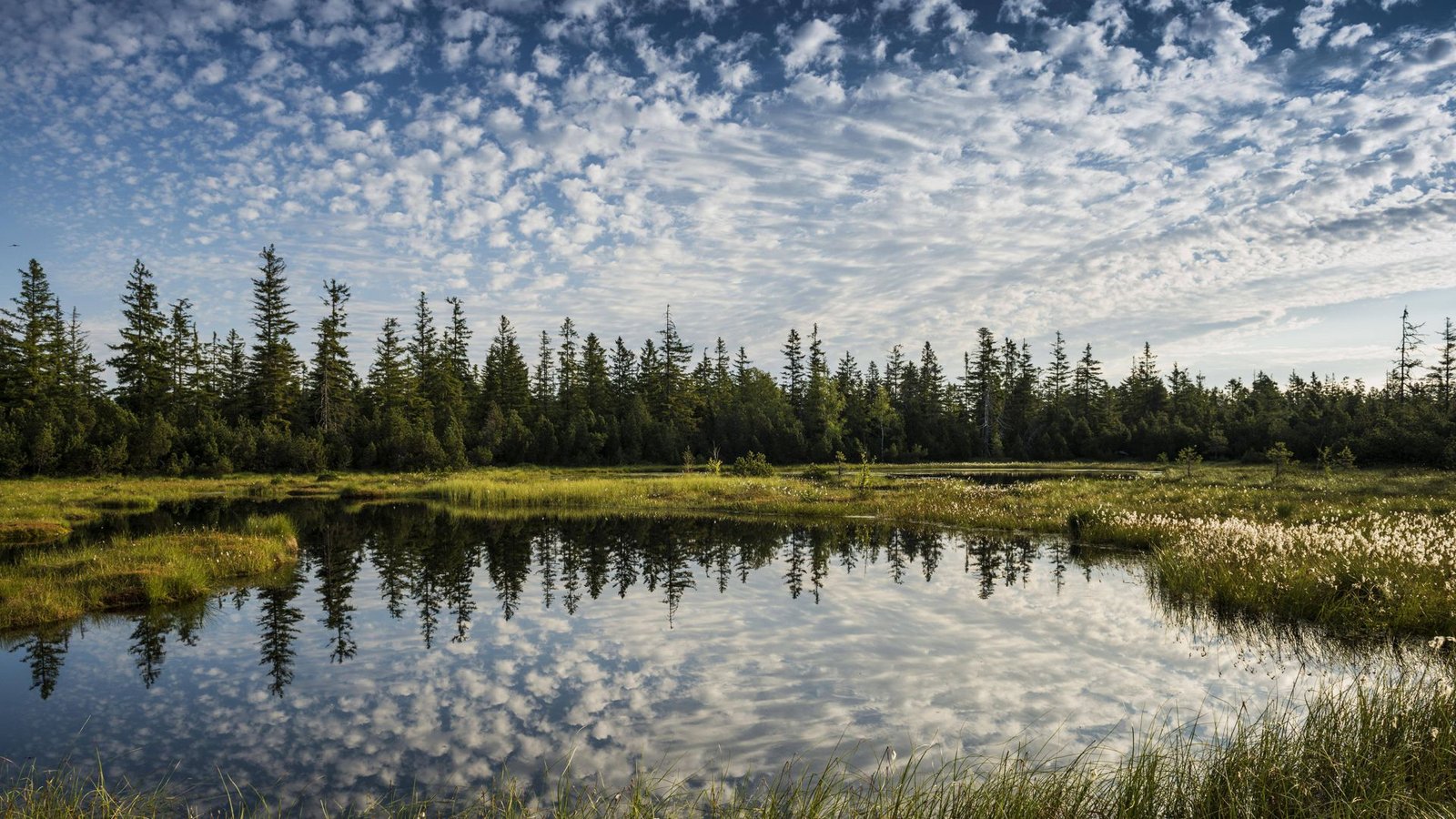 Wälder und Moore gelten als natürliche Senken, weil sie CO2 binden.Foto: imago/imagebroker/imago stock&people Wälder und Moore gelten als natürliche Senken, weil sie CO2 binden.Foto: imago/imagebroker/imago stock&people