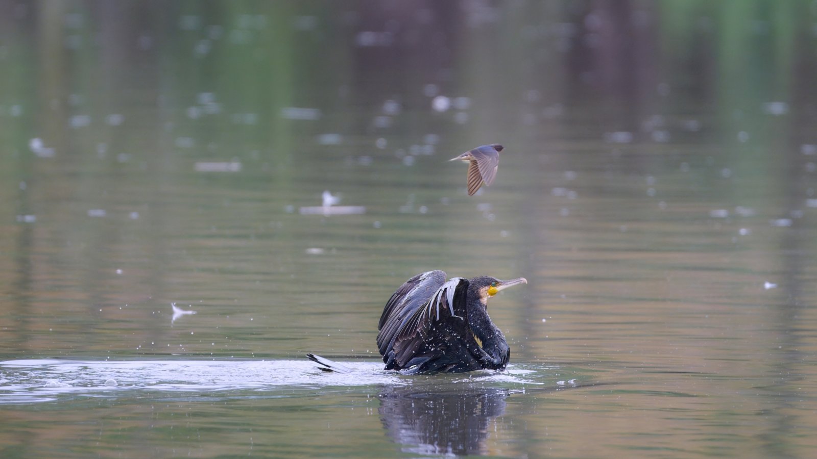 Der Kormoran setzt gerade zum Abflug an, als die Schwalbe vorbeiflitzt. Entdeckt hat das Überholmanöver am Hohenhaslacher See Werner Frey. Der Kormoran setzt gerade zum Abflug an, als die Schwalbe vorbeiflitzt. Entdeckt hat das Überholmanöver am Hohenhaslacher See Werner Frey.