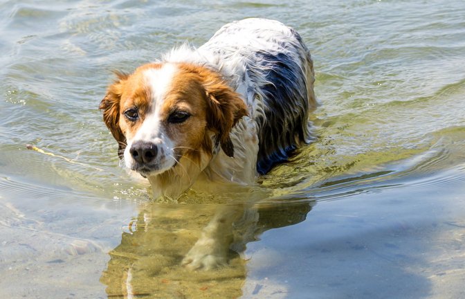 Hohe Temperaturen belasten nicht nur Menschen,  auch Hunde leiden darunter (Symbolbild).<span class='image-autor'>Foto: dpa/Frank Hammerschmidt</span>