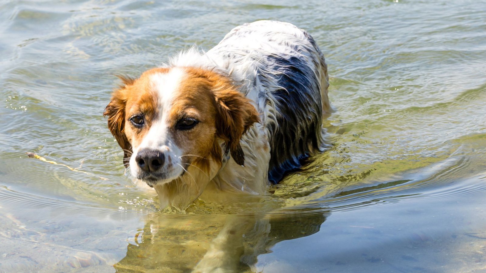 Hohe Temperaturen belasten nicht nur Menschen,  auch Hunde leiden darunter (Symbolbild).Foto: dpa/Frank Hammerschmidt