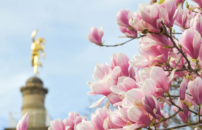Magnolienbaum am Stuttgarter Schlossplatz – es soll am Wochenende sonnig werden. (Archivbild)<span class='image-autor'>Foto: LICHTGUT/Max Kovalenko</span>