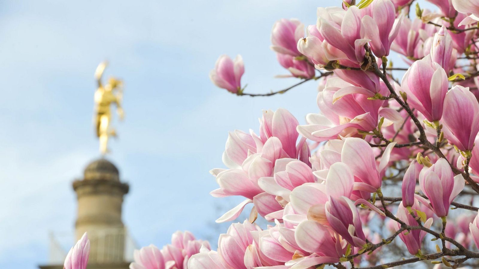 Magnolienbaum am Stuttgarter Schlossplatz – es soll am Wochenende sonnig werden. (Archivbild)Foto: LICHTGUT/Max Kovalenko Magnolienbaum am Stuttgarter Schlossplatz – es soll am Wochenende sonnig werden. (Archivbild)Foto: LICHTGUT/Max Kovalenko
