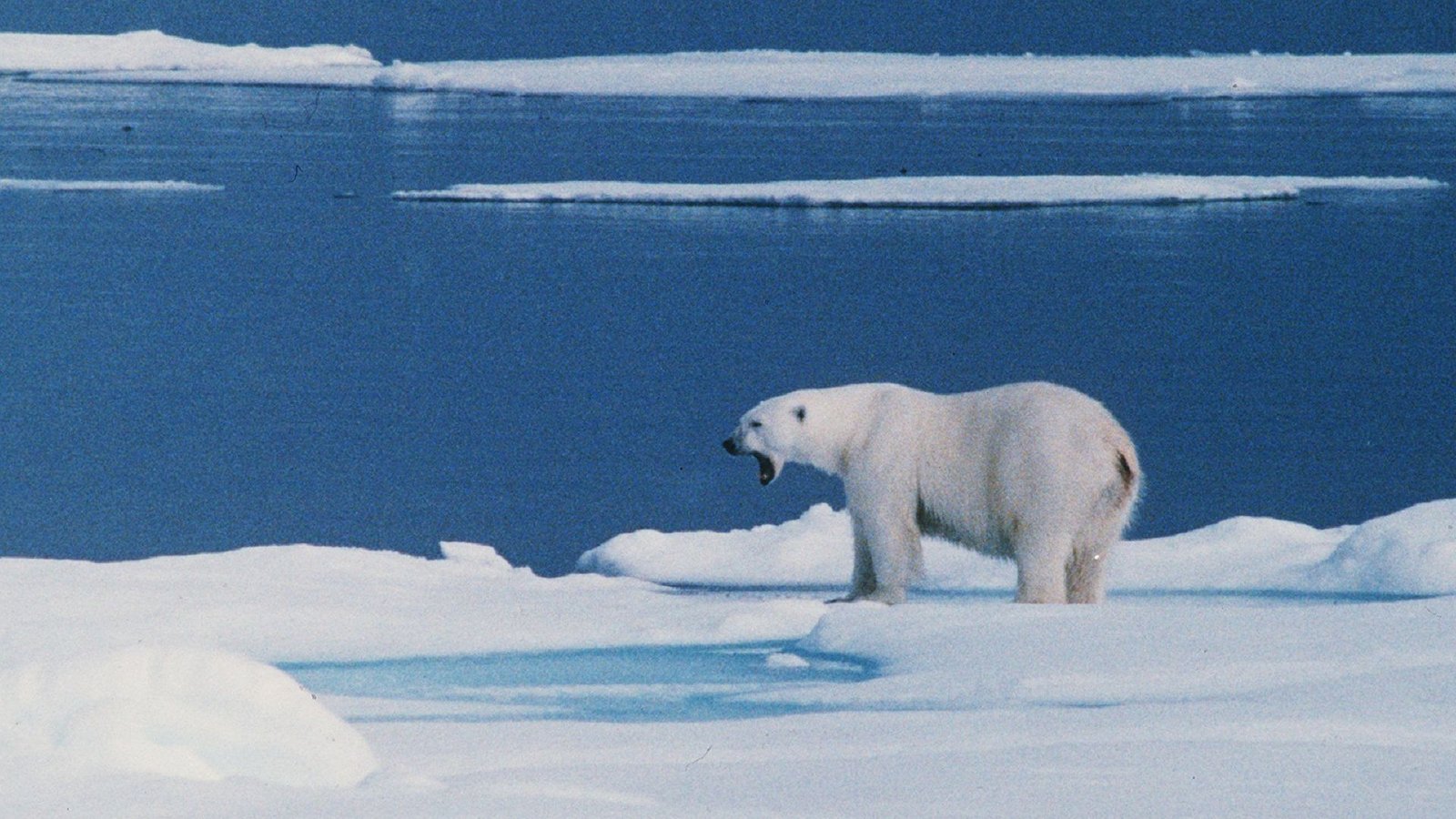 Ein Eisbär steht auf einer Eisscholle bei Spitzbergen. (Archivbild)Foto: -/PRESSENS BILD/dpa