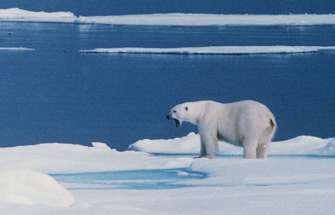 Ein Eisbär steht auf einer Eisscholle bei Spitzbergen. (Archivbild)<span class='image-autor'>Foto: -/PRESSENS BILD/dpa</span>