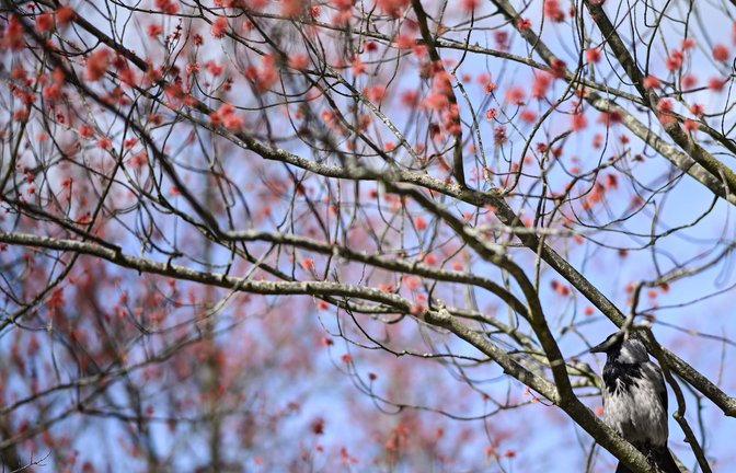 Damit es für die Vogelwelt ein gutes Frühjahr wird, ist es laut dem Experten wichtig, dass es nicht zu trocken wird. (Archivbild)<span class='image-autor'>Foto: Britta Pedersen/dpa</span>