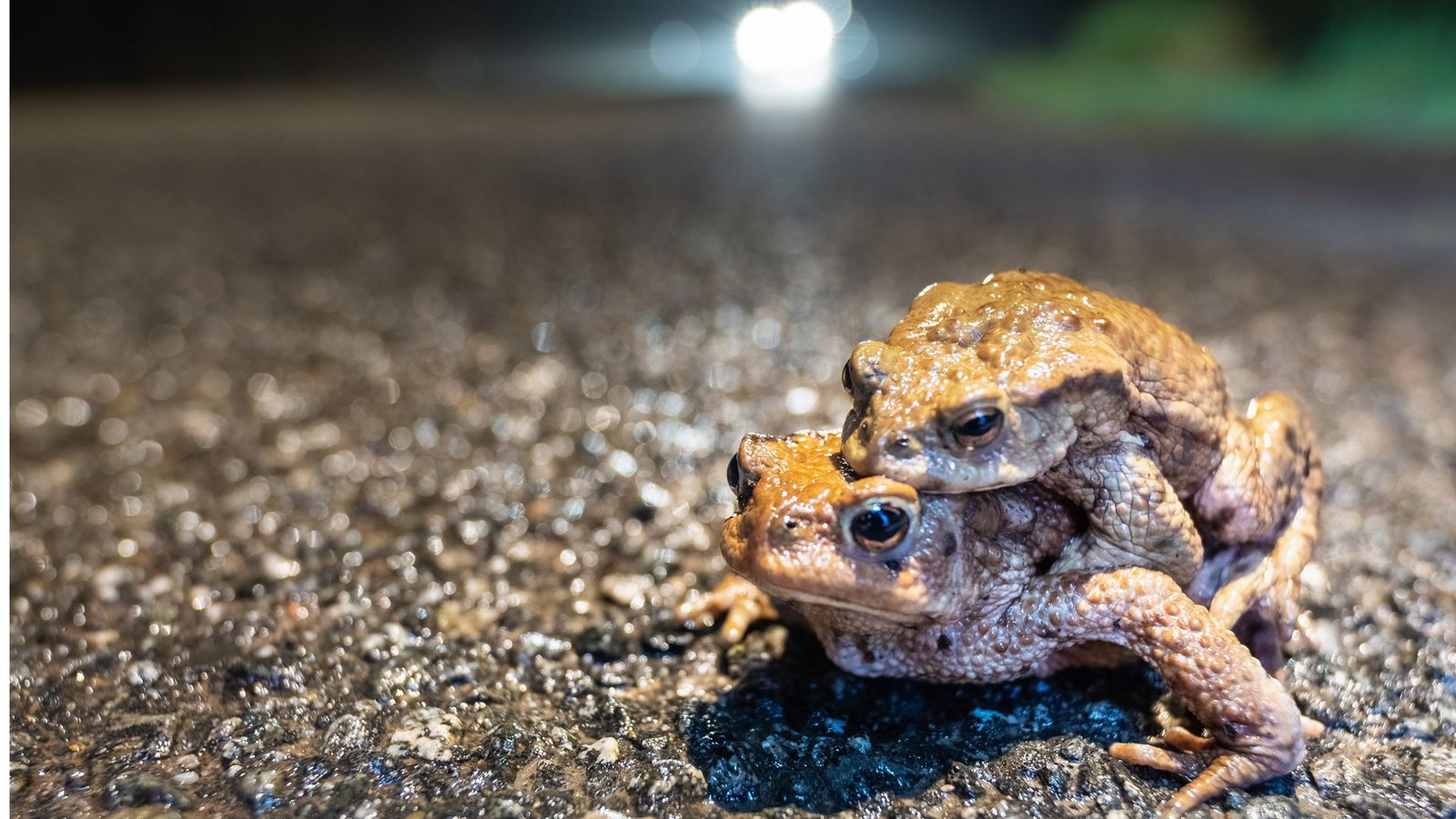 Nun wandern sie wieder, die Amphibien – im Bild sind Erdkröten zu sehen.Foto: stock.adobe.com/Evelyn Kobben Nun wandern sie wieder, die Amphibien – im Bild sind Erdkröten zu sehen.Foto: stock.adobe.com/Evelyn Kobben
