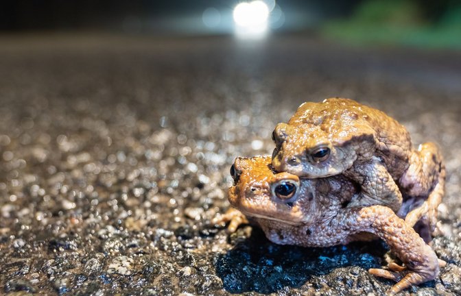 Nun wandern sie wieder, die Amphibien – im Bild sind Erdkröten zu sehen.<span class='image-autor'>Foto: stock.adobe.com/Evelyn Kobben</span>