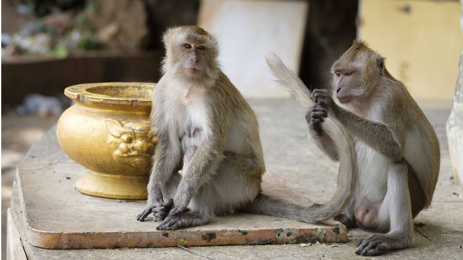 Ein Affe laust dem anderen seinen Schwanz auf der Treppe auf den Berg beim Tiger Cave Temple (Wat Tham Sua) in der thailändischen  Provinz  Krabi.Foto: Imago/Stefan M. Prager