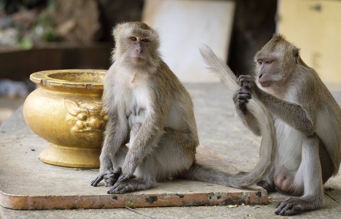 Ein Affe laust dem anderen seinen Schwanz auf der Treppe auf den Berg beim Tiger Cave Temple (Wat Tham Sua) in der thailändischen  Provinz  Krabi.<span class='image-autor'>Foto: Imago/Stefan M. Prager</span>